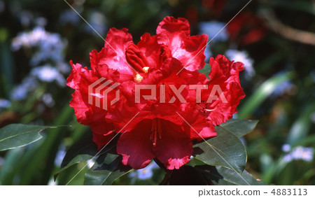 京都北山在春天 京都北山在春天 4883113