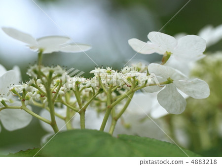 Takine樹花 4883218