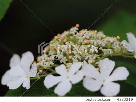 Takine樹花 4883219