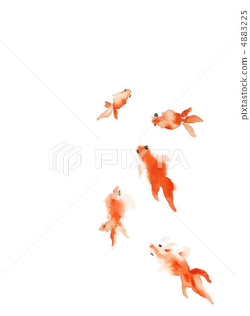 金魚 4883225