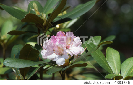 京都北山在春天 4883226