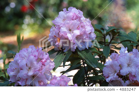 京都北山在春天 京都北山在春天 4883247