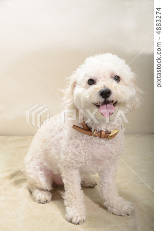 toy poodle  4883274