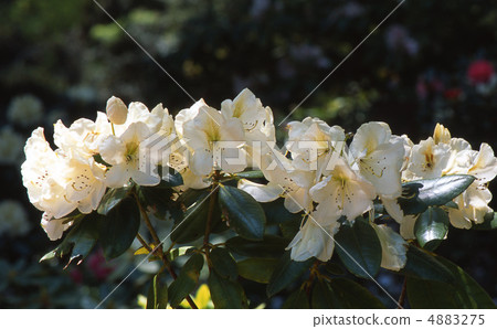 京都北山在春天 4883275