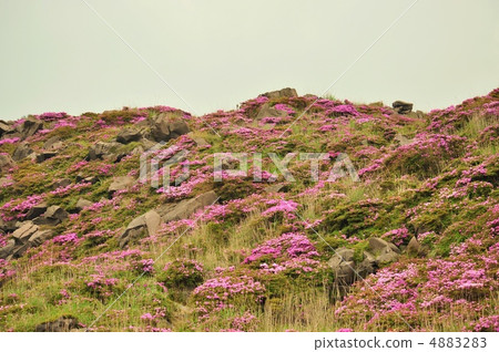Miyama Kirishima盛開的Ebino Kogen 4883283