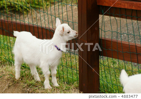 Baby goat 4883477