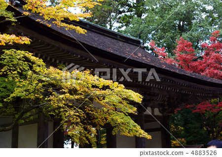 Autumn leaves Autumn leaves 4883526