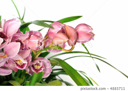 Shinpijumu Shinpijumu 4883711