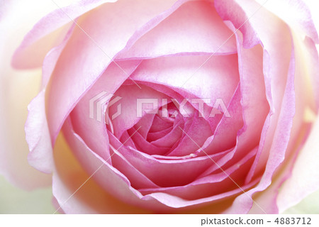 桃紅色玫瑰花 4883712