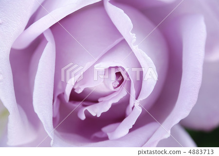 紫色玫瑰花 4883713