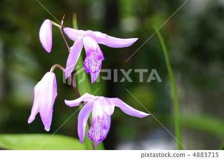 紫色矽烷花 4883715