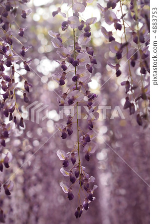 Wisteria trellis Wisteria trellis 4883753