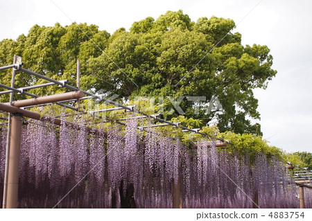 紫藤格子 4883754