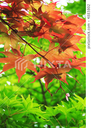 鮮綠色 鮮綠色 4883802