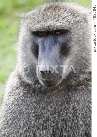 薩凡納嗨 4883843