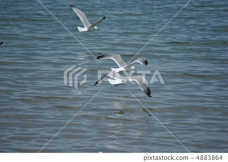 Seguro鷗 Seguro鷗 4883864