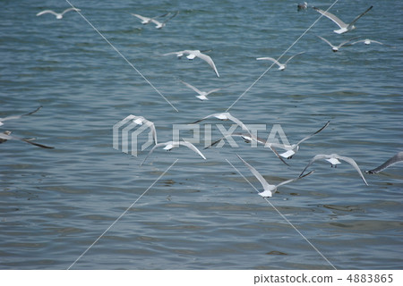 海鷗飛 4883865
