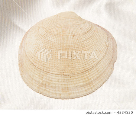 Seashell on light fabric 4884520