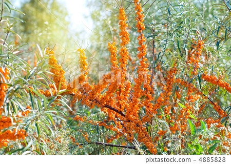 sea-buckthorn sea-buckthorn 4885828
