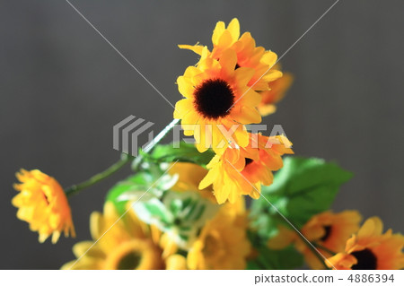 sunflower sunflower 4886394