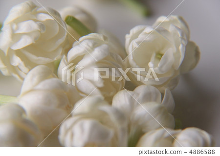 Jasmine's Flower 2 4886588