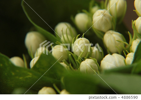 Jasmine's Flower 4 4886590