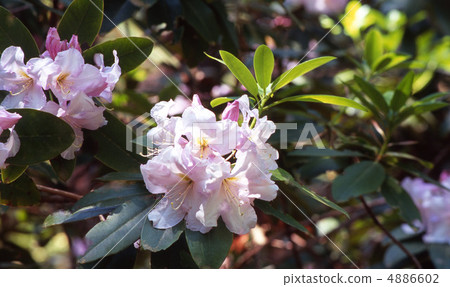 京都北山在春天 京都北山在春天 4886602