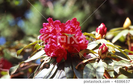 京都北山在春天 京都北山在春天 4886637