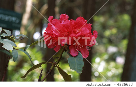 京都北山在春天 京都北山在春天 4886653