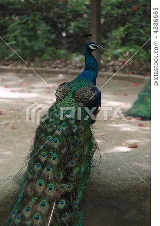 Peacock Peacock 4886665