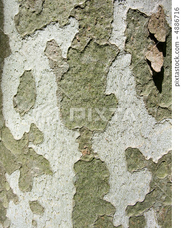 Plantanus bark Plantanus bark 4886716