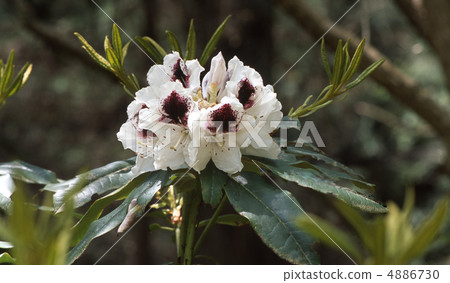 京都北山在春天 京都北山在春天 4886730