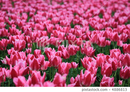 Tulip 4886813