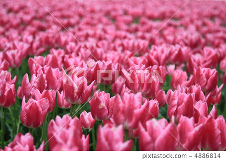 Tulip Tulip 4886814