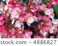 可愛 4886827