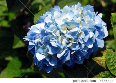 Early summer Early summer 4886828