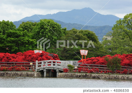 Kirishima Azalea of Kyoto Nagaoka Tenman-gu Shrine 4886830