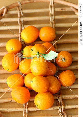 Kumquat Kumquat 4886864