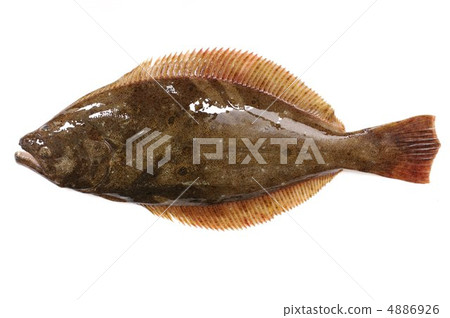 Flounder (whole) Flounder (whole) 4886926
