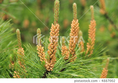 Pine flowers 4887002