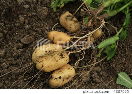 收穫土豆（6月初） 4887025