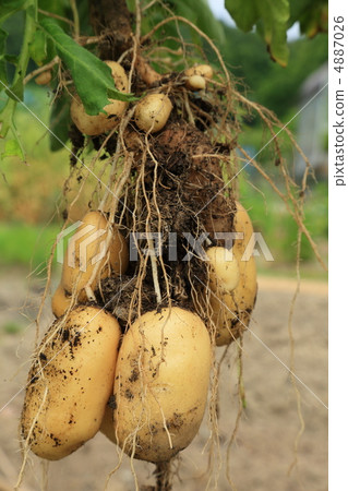 收穫土豆（6月初） 4887026