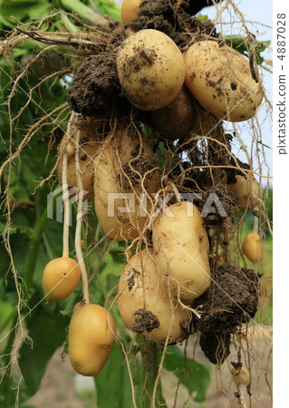Harvesting potatoes (in early June) 4887028