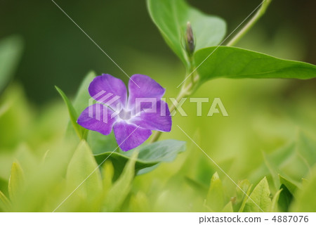 長春花 4887076
