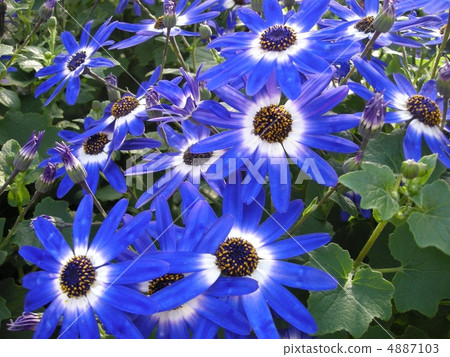 Cineraria 4887103