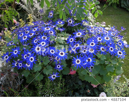 Cineraria 4887104