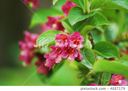 Hakone tops bloom quietly at the foot of Mt. Fuji Horizontal position 4887179