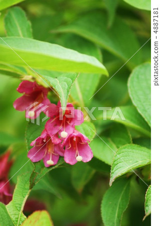 Vacuum bloom quietly at the foot of Mt. Fuji Hakoneweugi vertical position Vacuum bloom quietly at the foot of Mt. Fuji Hakoneweugi vertical position 4887181