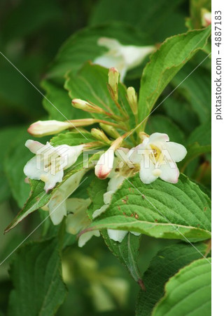 Vacuum bloom quietly at the foot of Mt. Fuji Hakoneweugi vertical position Vacuum bloom quietly at the foot of Mt. Fuji Hakoneweugi vertical position 4887183