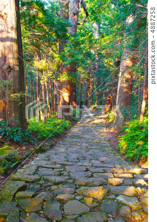 An old road wrapped in nature 4887258